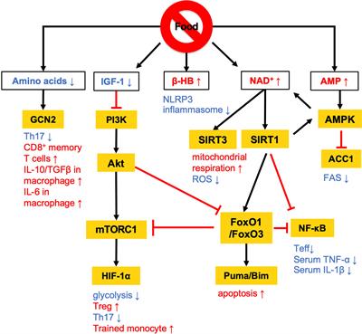 Dietary Intervention Impacts Immune Cell Functions and Dynamics by Inducing Metabolic Rewiring